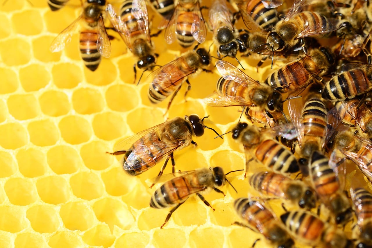 Oracle s'associe avec le World Bee Project pour tracer la durabilité du miel sur la blockchain