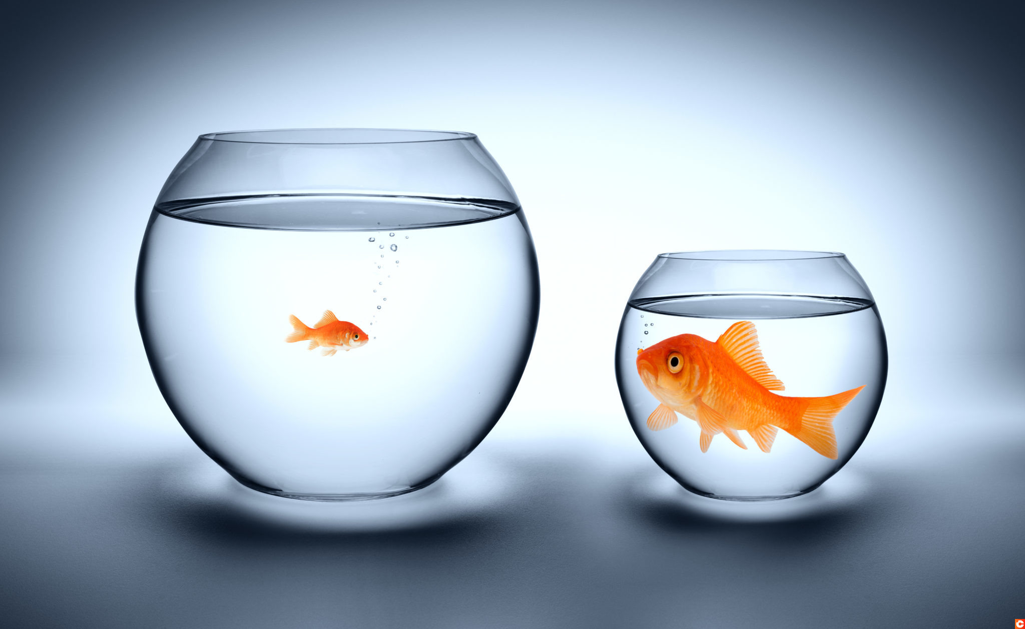Big goldfish in a small aquarium - Oversized concept