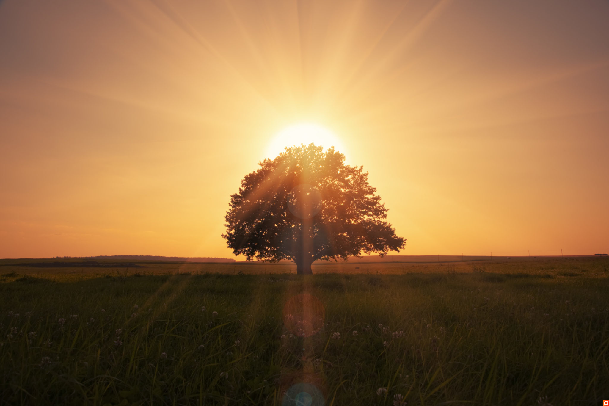 magical sunrise with tree