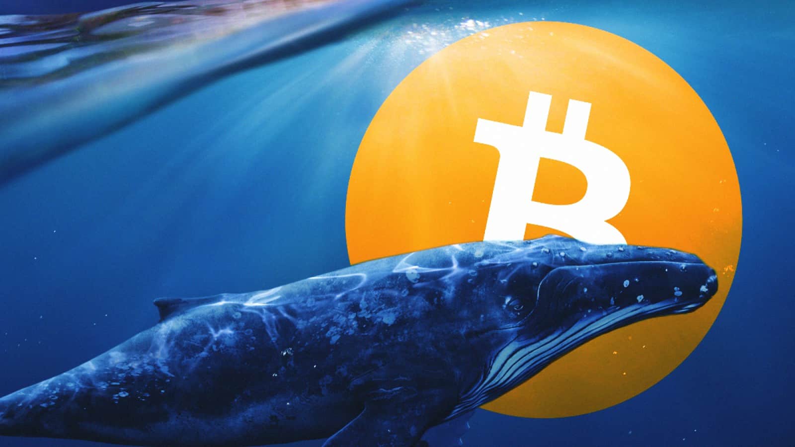 whales bitcoin