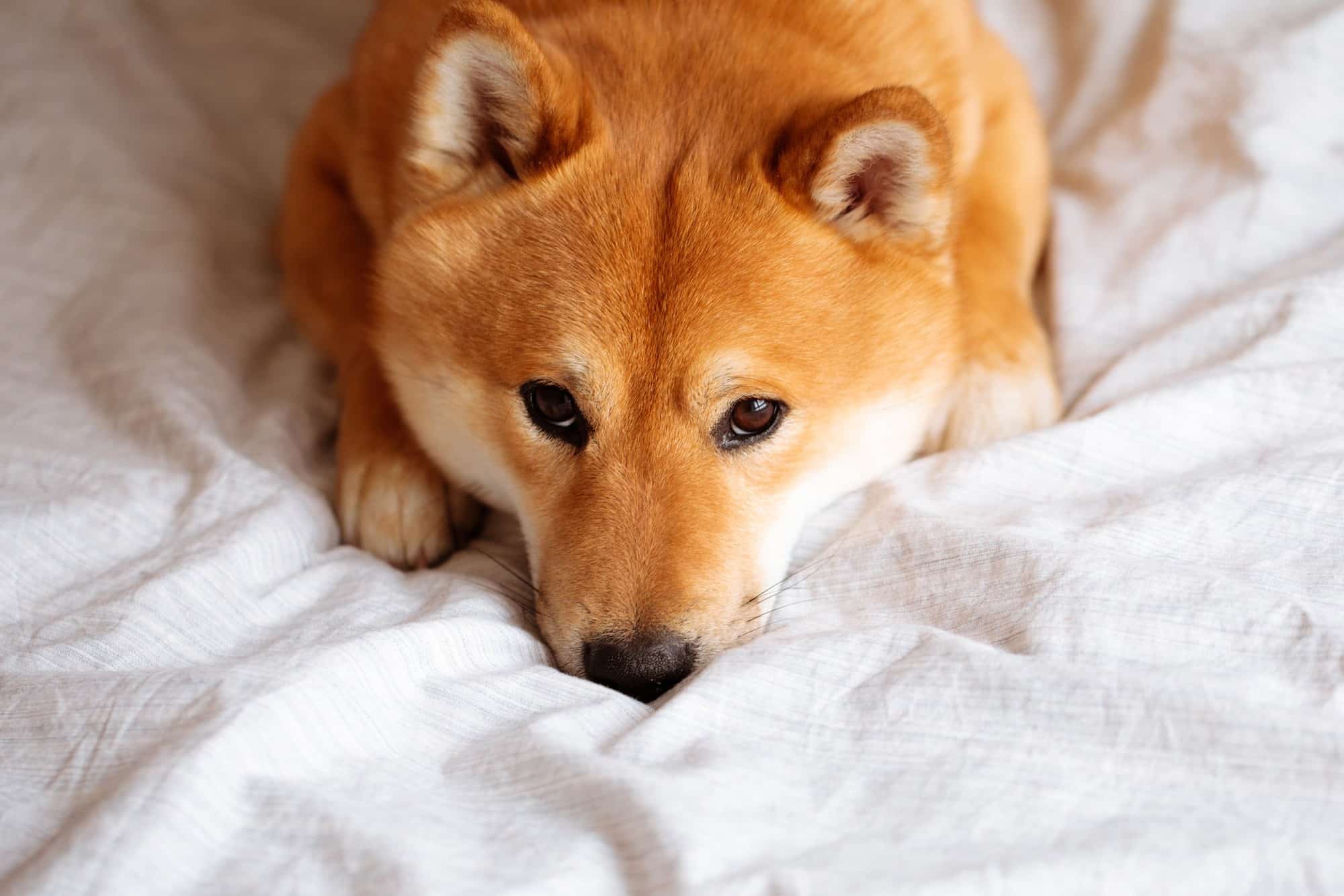 Number of Shiba Inu (SHIB) owners declines as market falls
