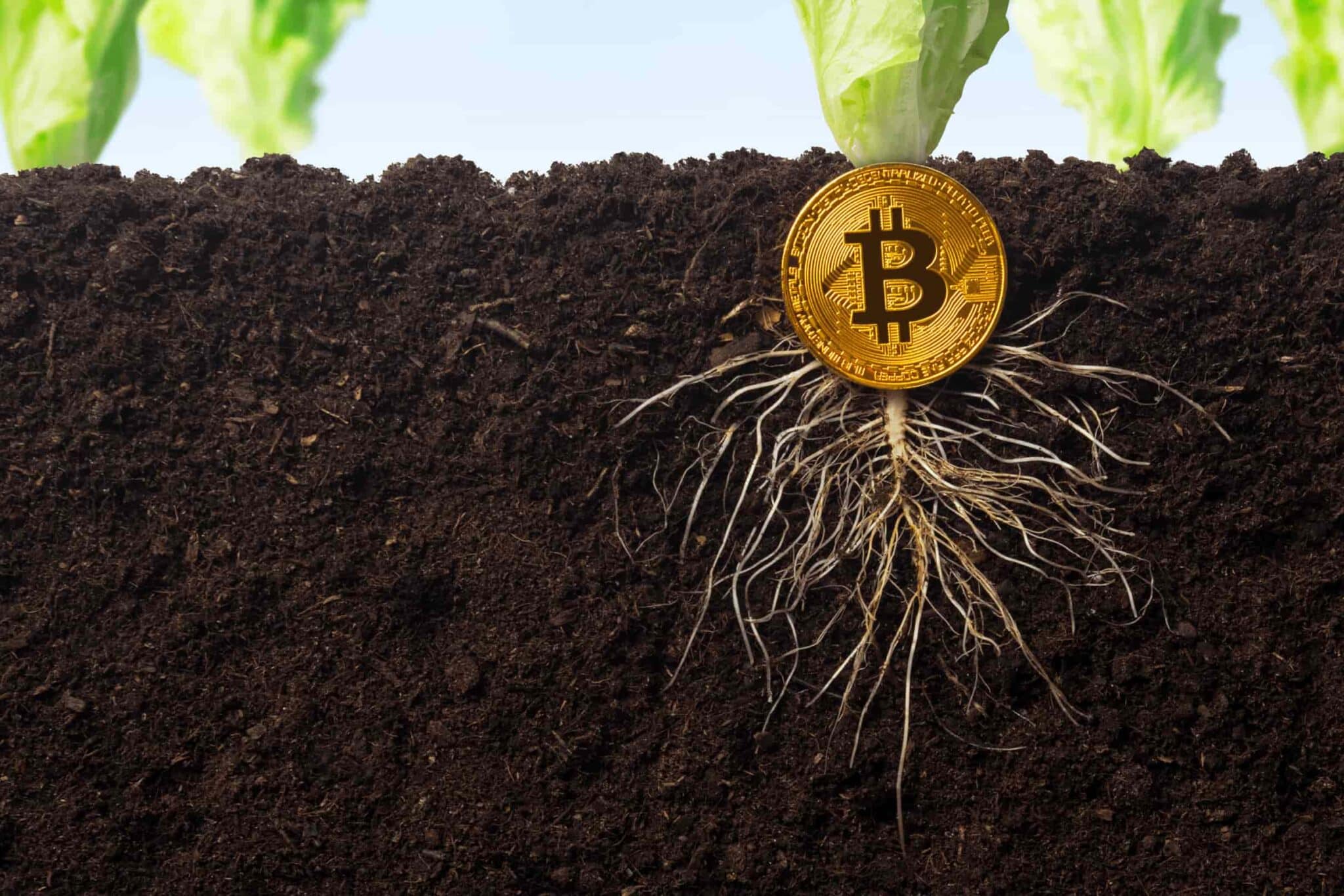 Bitcoin (BTC) : Cash App va ajouter le support de Taproot d’ici décembre