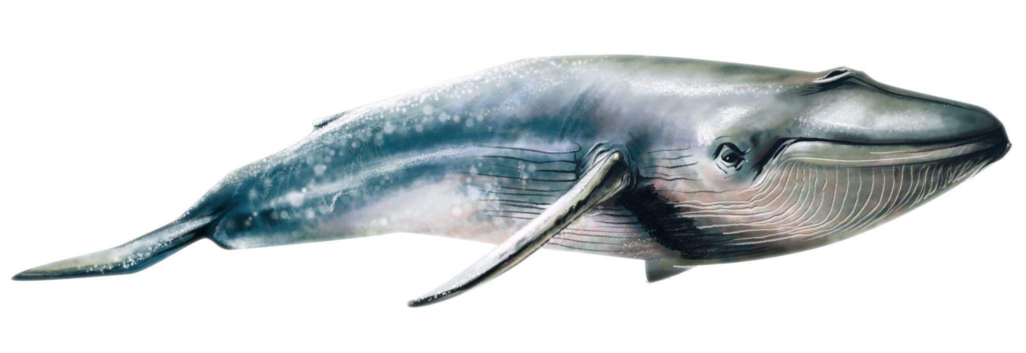 Watercolor drawn Whale