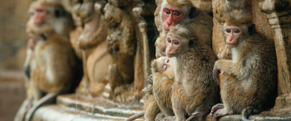 NFT : Le projet Monkey Kingdom perd 1,3 million de dollars à cause d’un piratage