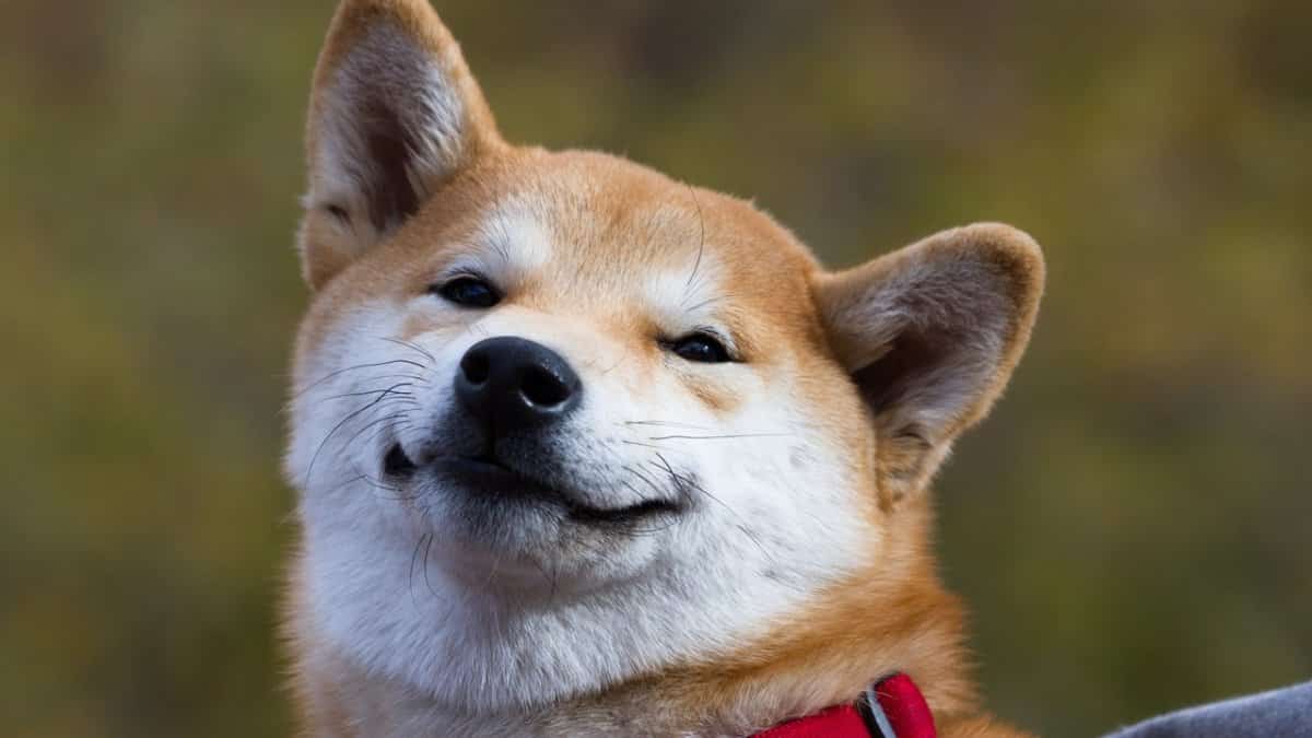 Doge, Dogecoin, Crypto, bear market