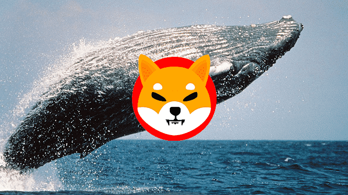 une-baleine-achète-shib