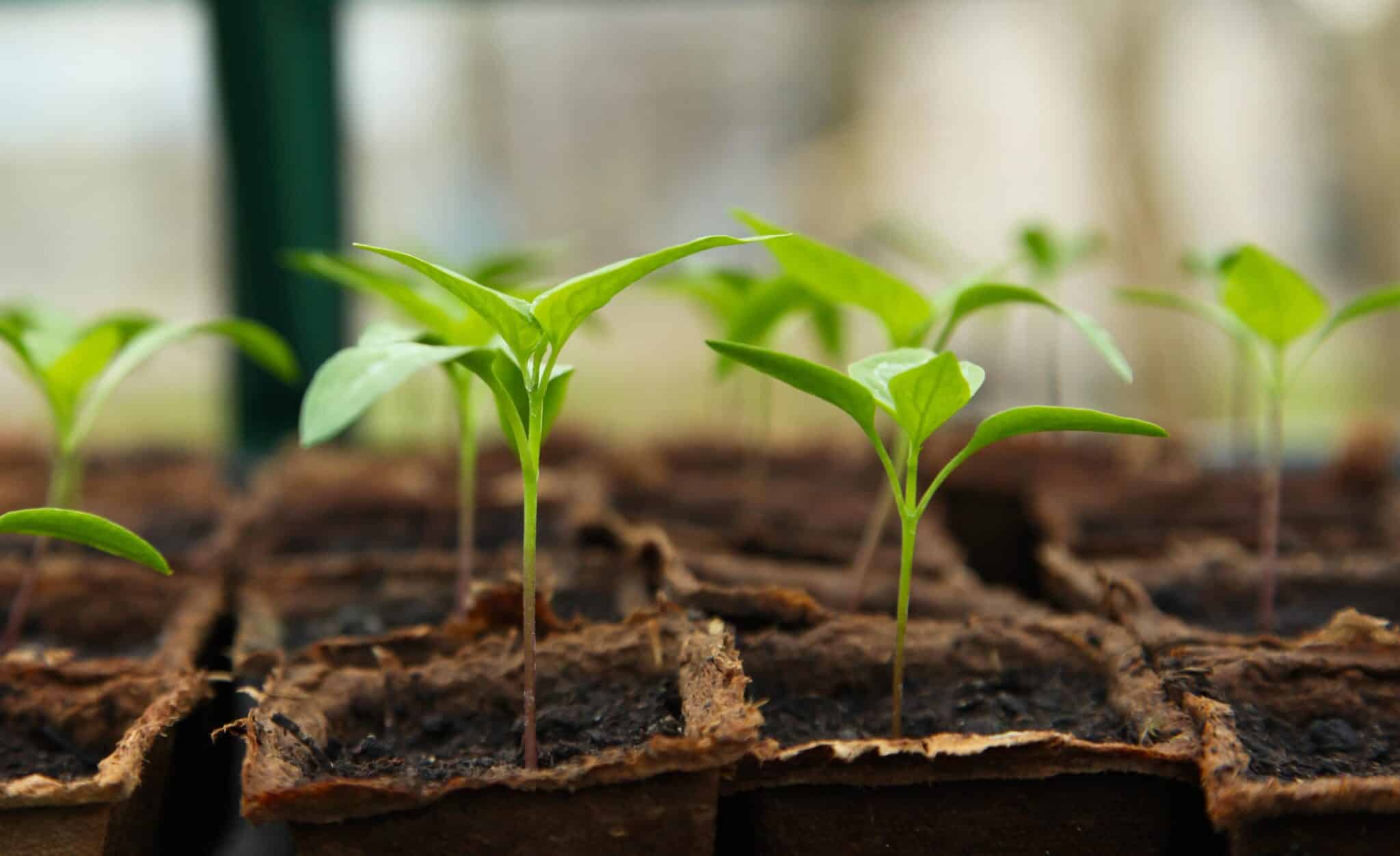 énergie du bitcoin pour faire pousser des plantes