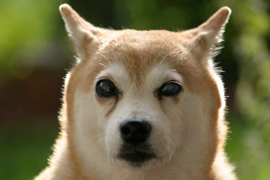 shiba inu,shib,shi,altcoin,stablecoin