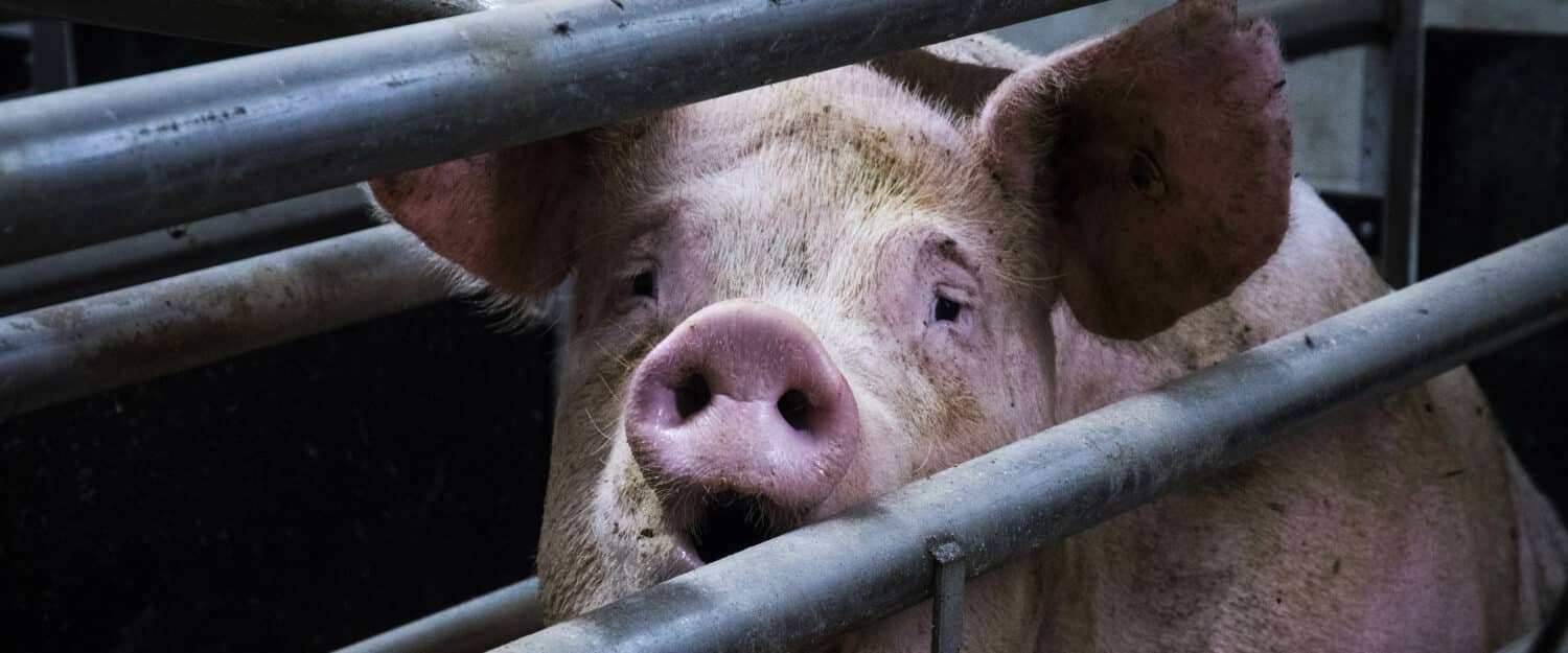 Alert: Texas Communities Targeted in Deceptive Pig Butchering Scam