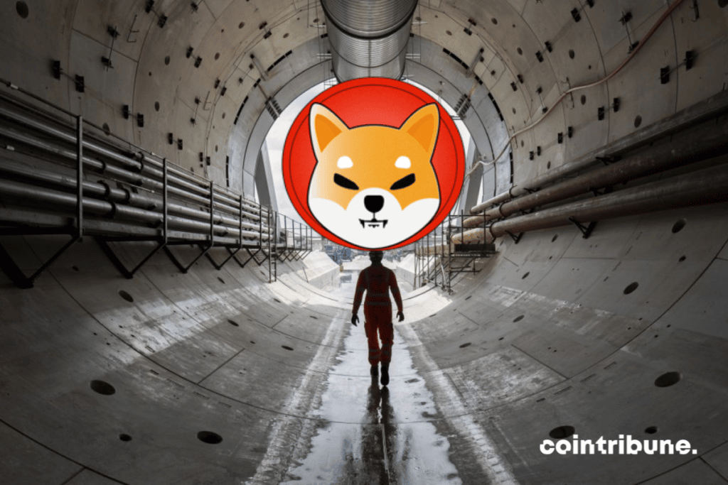 shiba-inu-crypto-starter