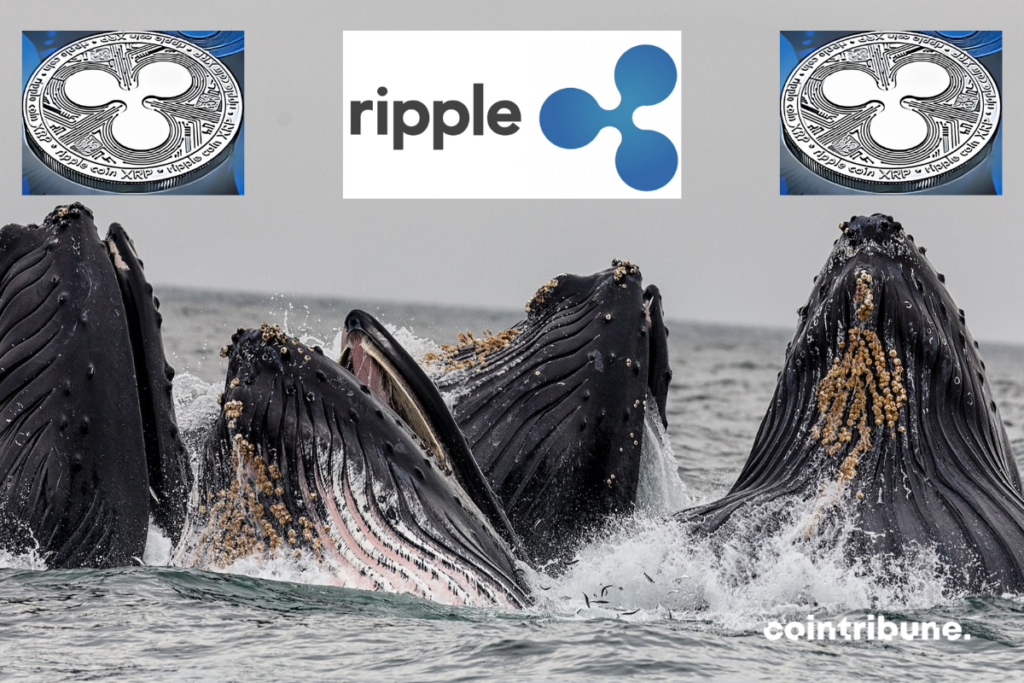 baleines-ripple-tokens-XRP