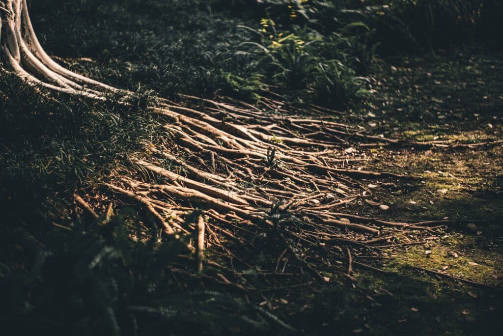 À la manière des rhizomes, bitcoin se propage de toute part grâce à un réseau horizontal spontané.