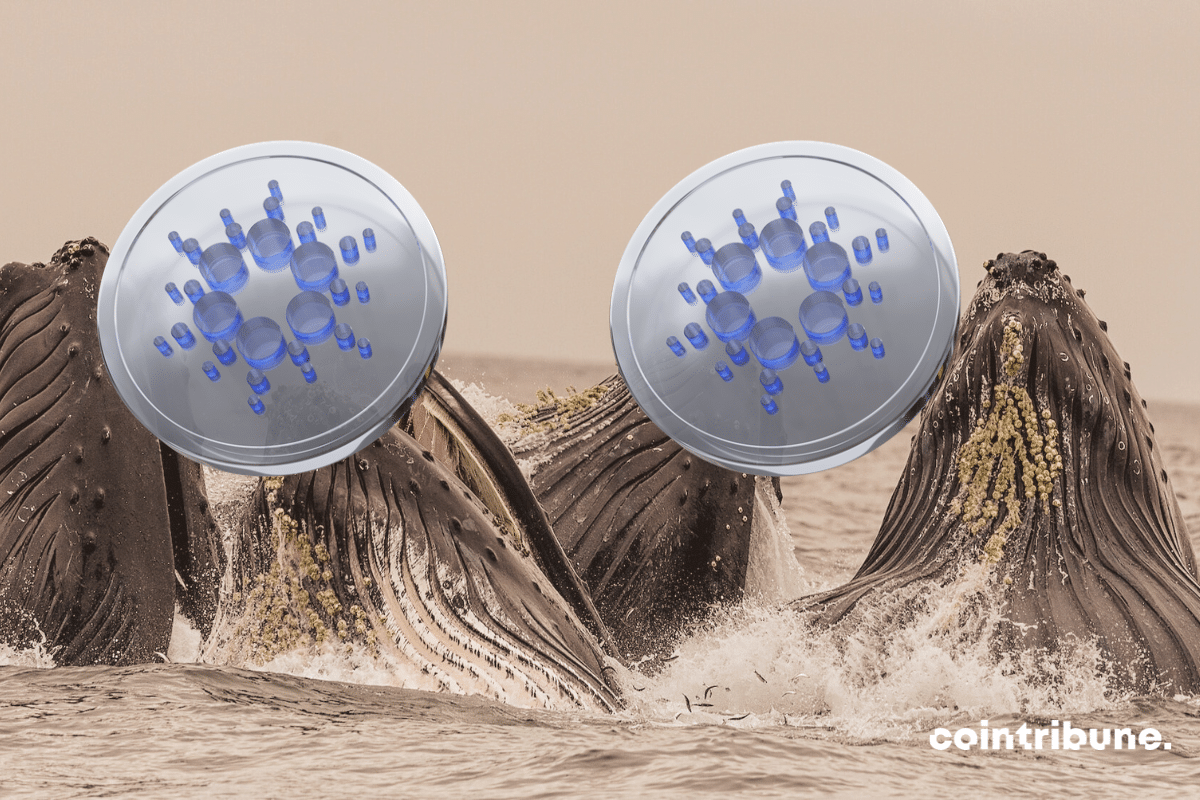 Group of whales at sea and logo of Cardano