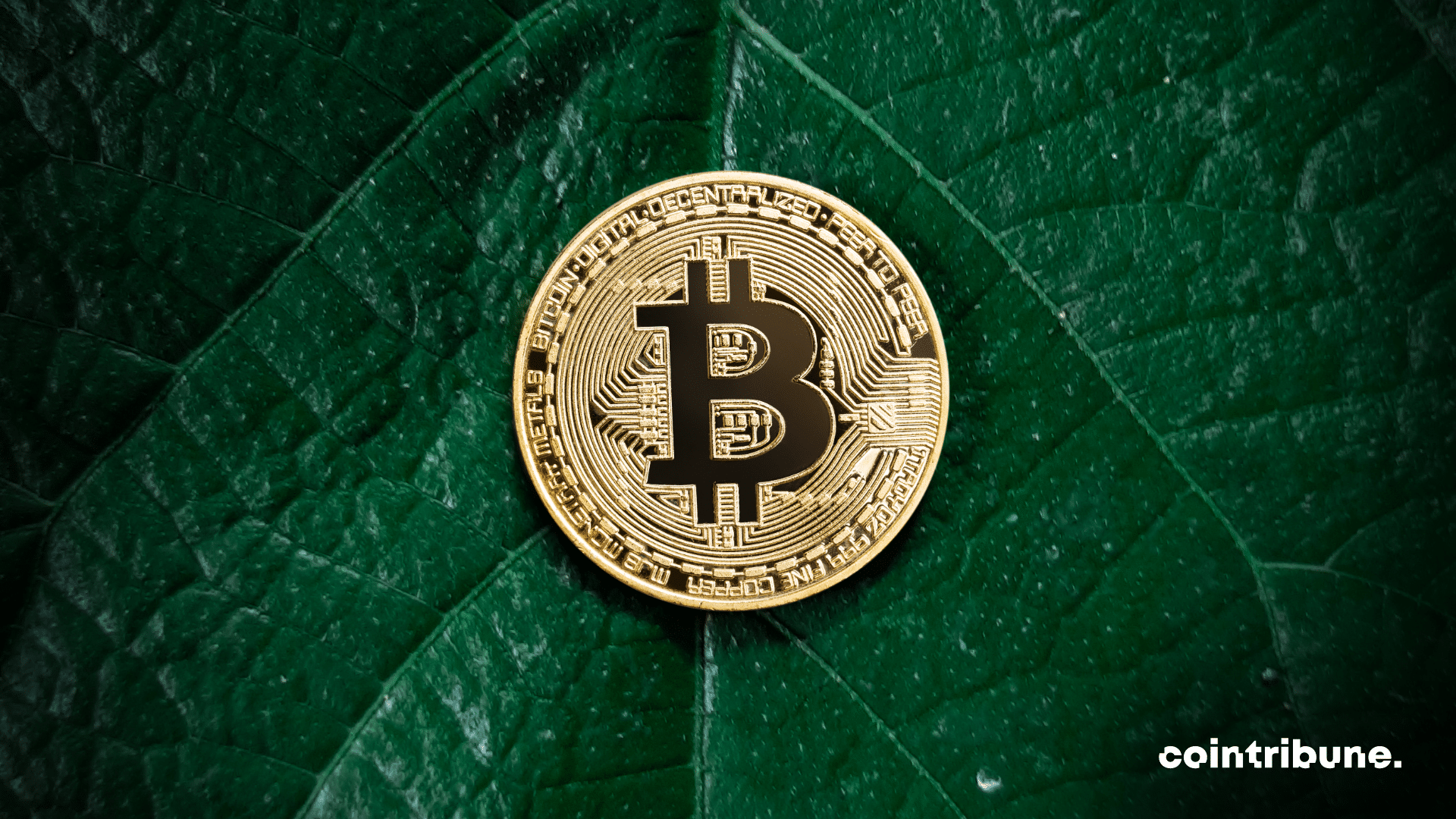 Pièce Bitcoin sur une feuille, évoquant les arbres de Merkle