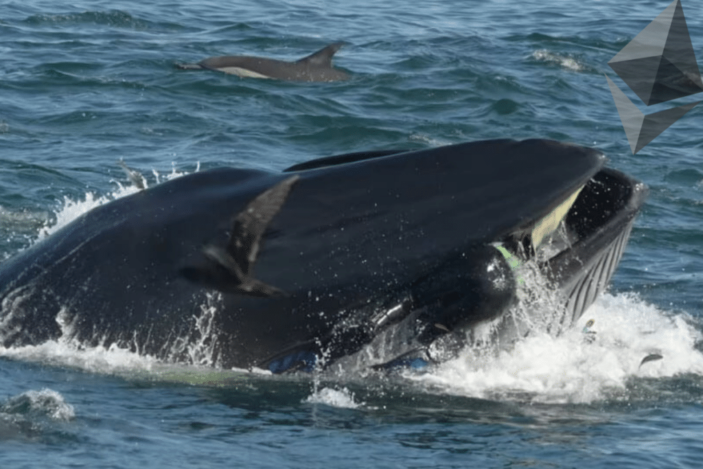 Une baleine Ethereum se debarasse de ses ETH