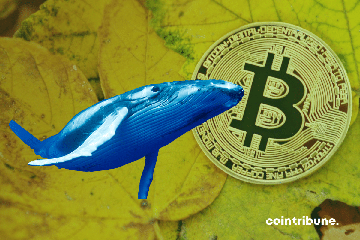 Pièce de bitcoin étalée sur des feuilles, image de baleine