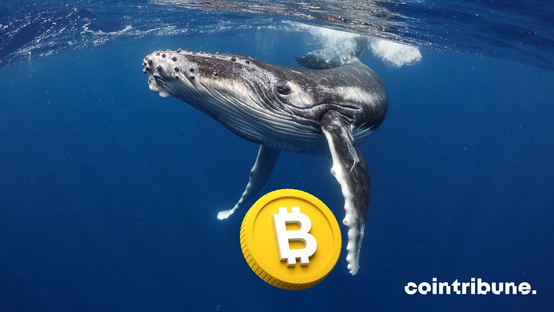 bitcoin crypto whale