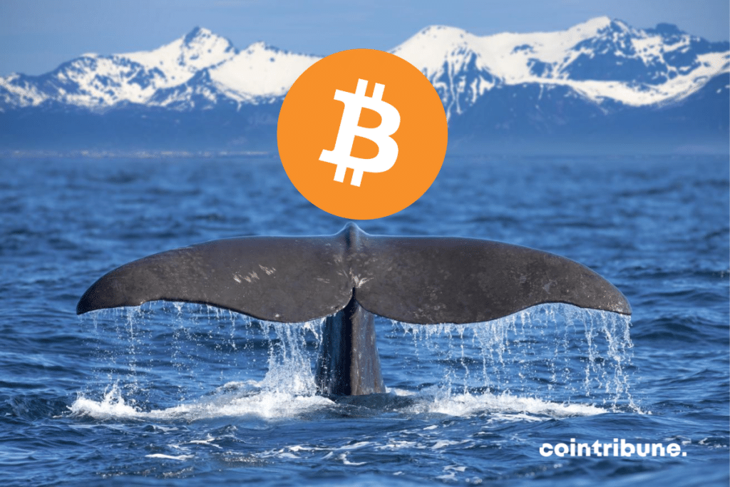 Bitcoin whale