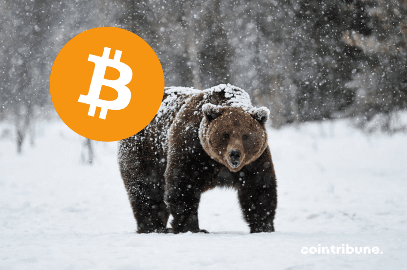 A bear and the Bitcoin logo