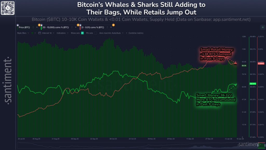 Gráfico que muestra acumulación de Bitcoin por ballenas y venta por pequeños inversores minoristas durante 9 días.
