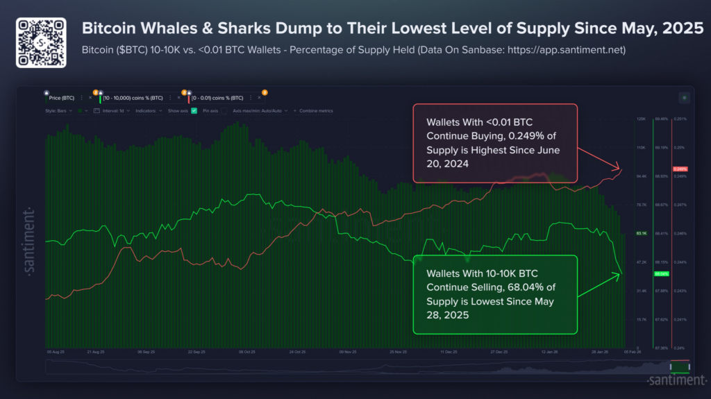 Bitcoin whale and shark wallets drop to their lowest supply levels since May 2025.