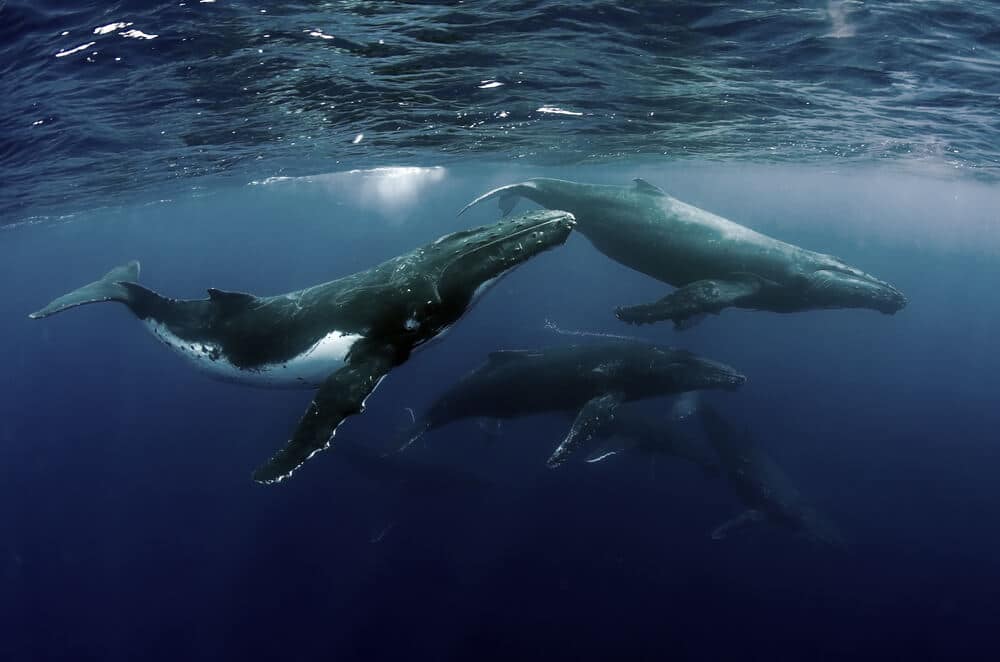 baleines altcoins