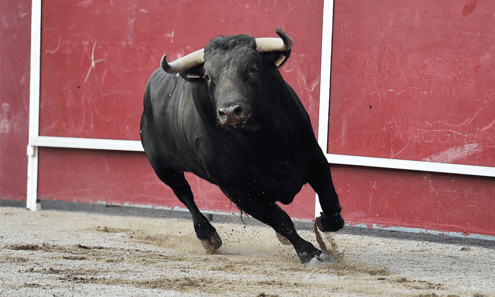 bull run Bitcoin