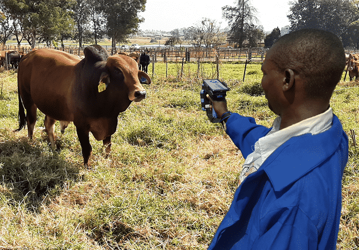 e-livestock blockchain